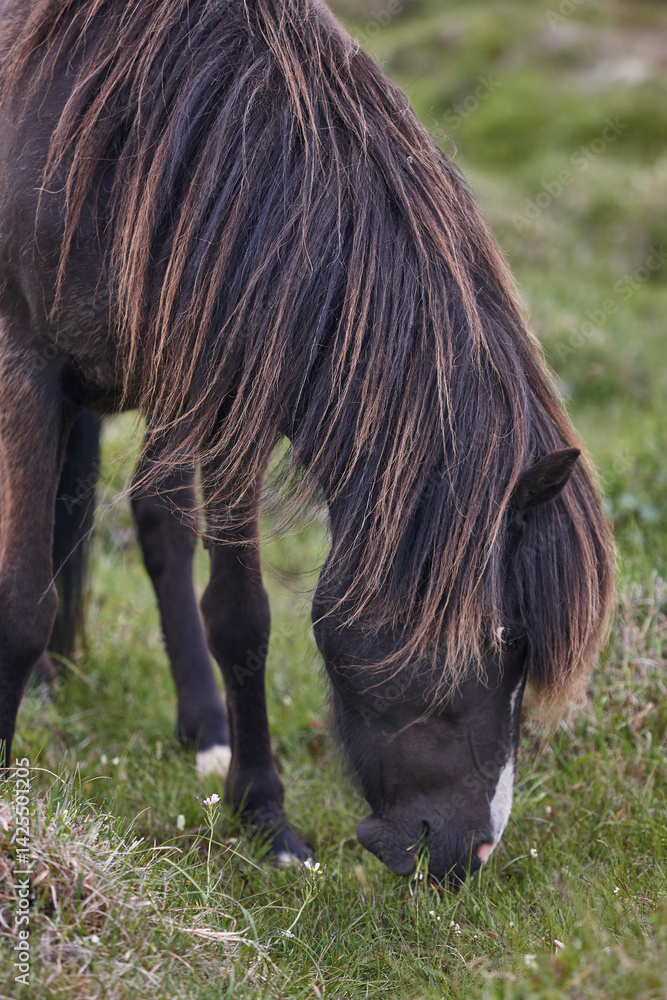 Icelandic black horse grazing in the countryside. Vatnsnes Peninsula. Iceland