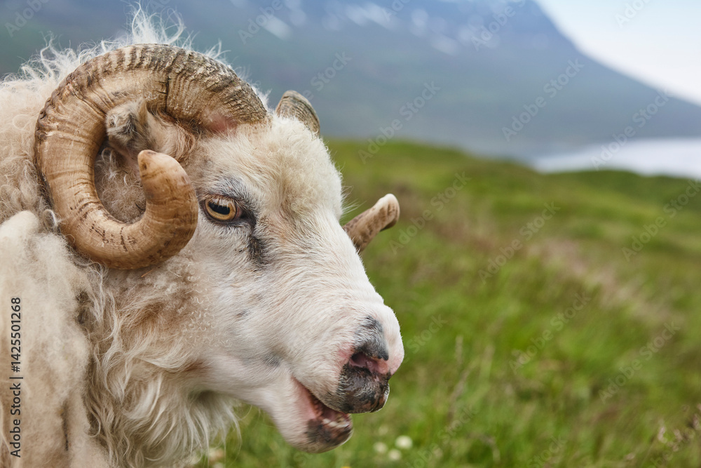 Icelandic lamb head detail. Seydisfjordur area. Livestock Iceland