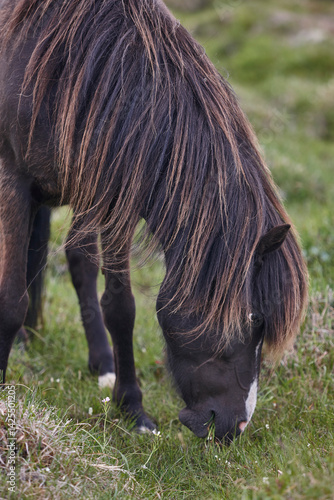 Obraz na płótnie Icelandic black horse grazing in the countryside. Vatnsnes Peninsula. Iceland w salonie