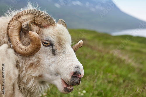 Obraz na płótnie Icelandic lamb head detail. Seydisfjordur area. Livestock Iceland w salonie