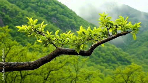 Close Up of a Tree Branch with Green Leaves Against a Misty Mountain Background