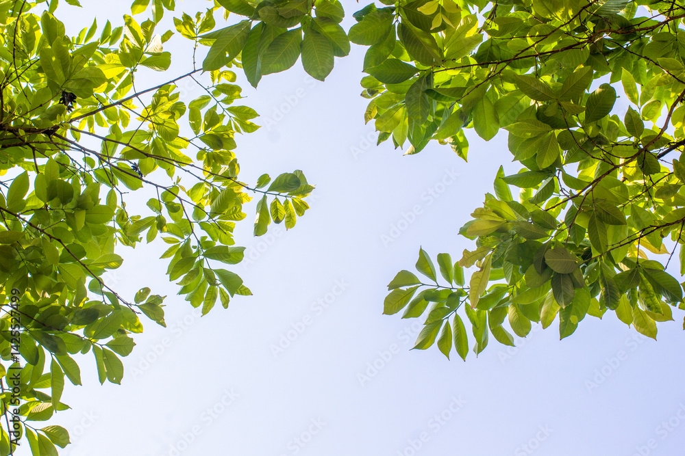 Fototapeta premium green leaves in blue sky background