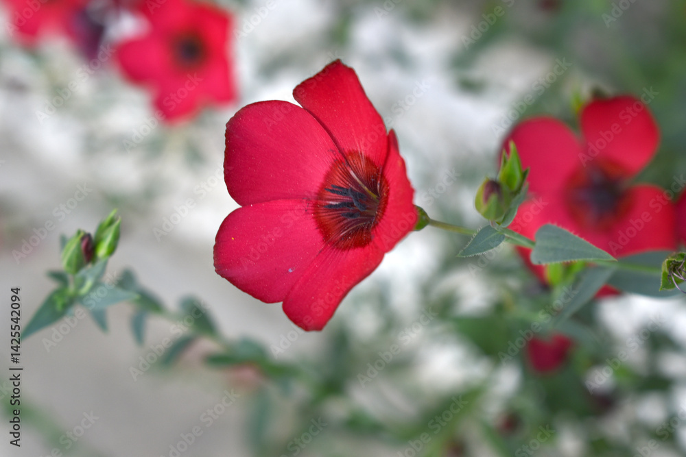 Linum Grandiflorum Rubrum Scarlet Flax bloomed in the garden on a flower bed, Red Linum Grandiflorums closeup in nature, Red flaxs or flowering flaxs, scarlet flax, crimson flax flower head close-up Linum Grandiflorum Rubrum Scarlet Flax bloomed in the garden on a flower bed, Red Linum Grandiflorums closeup in nature, Red flaxs or flowering flaxs, scarlet flax, crimson flax flower head close-up