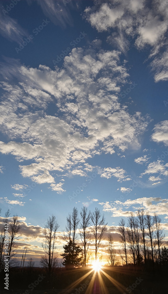 Fototapeta premium Sunset over silhouettes of trees against a blue sky 