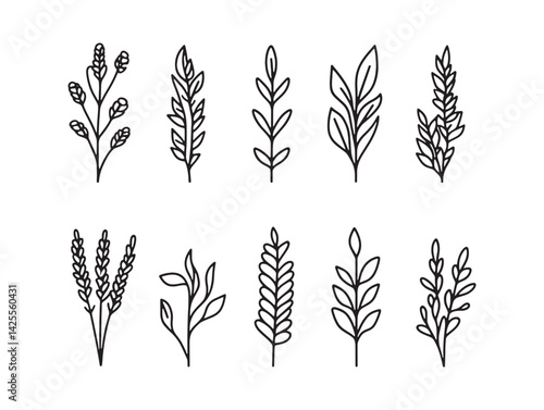 Elegant millet ears linear sketch vector graphic