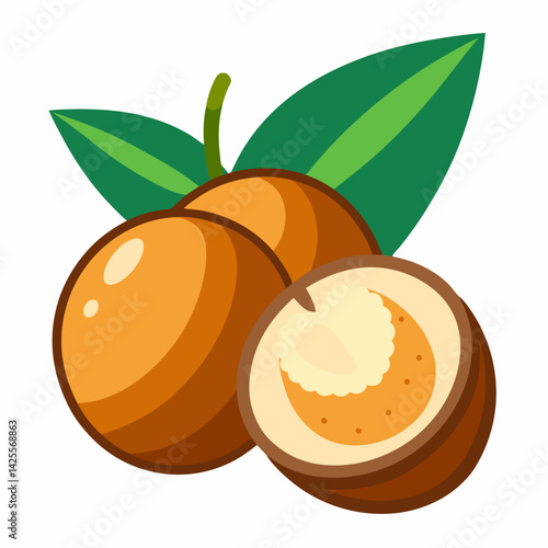 vector illustration of ripe apricots
