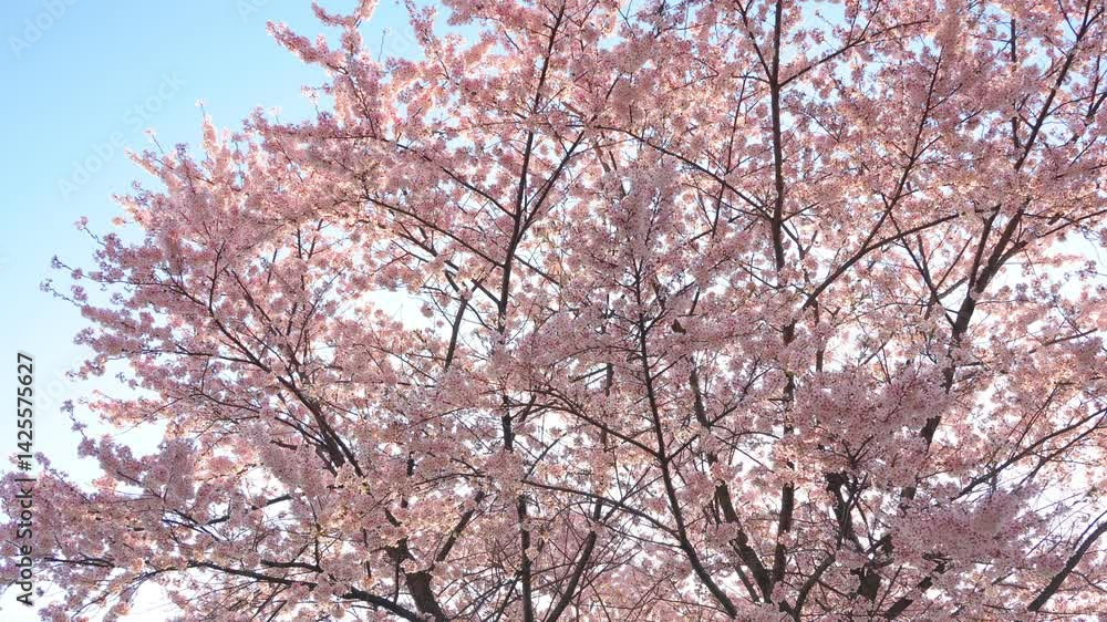 pink cherry blossom and blue sky, petals flying in the wind
pink cherry blossom and blue sky, petals flying in the wind