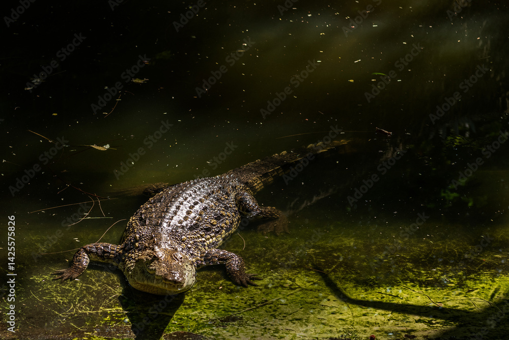 Dorosły krokodyl nilowy (Crocodylus) odpoczywający na brzegu zbiornika wodnego. Kenia, Afryka