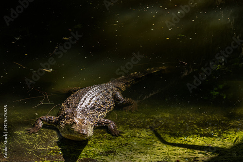 Dorosły krokodyl nilowy (Crocodylus) odpoczywający na brzegu zbiornika wodnego. Kenia, Afryka