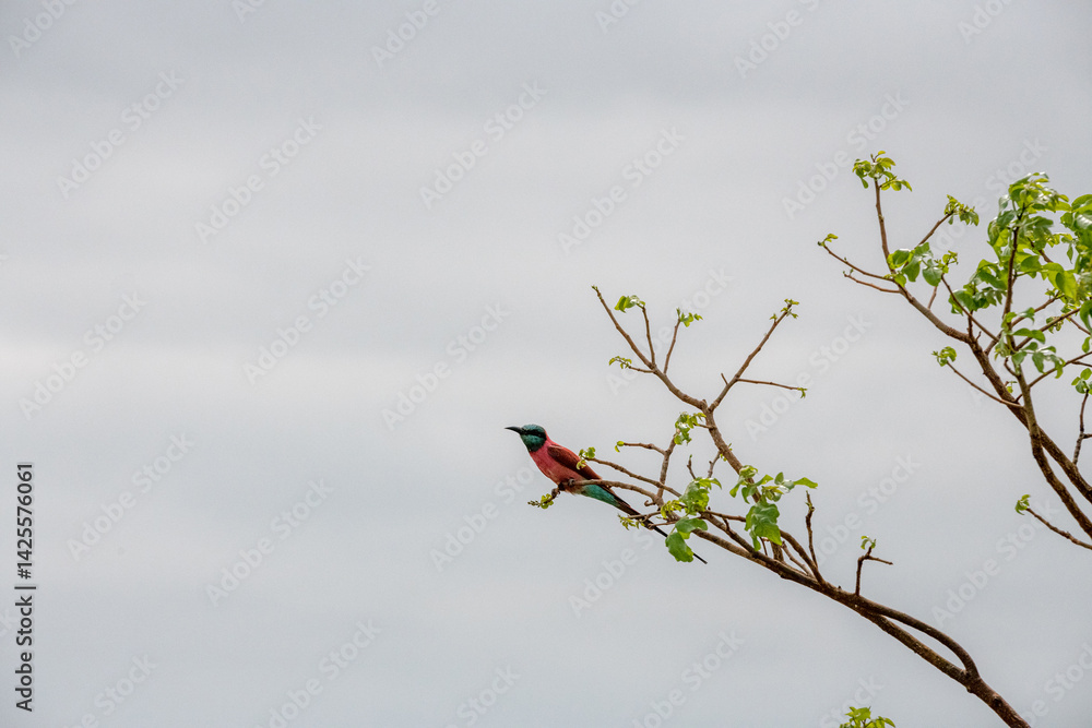 Żołna karminowa (Merops nubicoides) siedząca na gałęzi, mały kolorowy ptak zamieszkujący tereny sawanny, Park Narodowy Tsavo i rezerwat wzgórz Taita, Kenia, Afryka