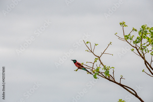 Obraz na płótnie Żołna karminowa (Merops nubicoides) siedząca na gałęzi, mały kolorowy ptak zamieszkujący tereny sawanny, Park Narodowy Tsavo i rezerwat wzgórz Taita, Kenia, Afryka w salonie