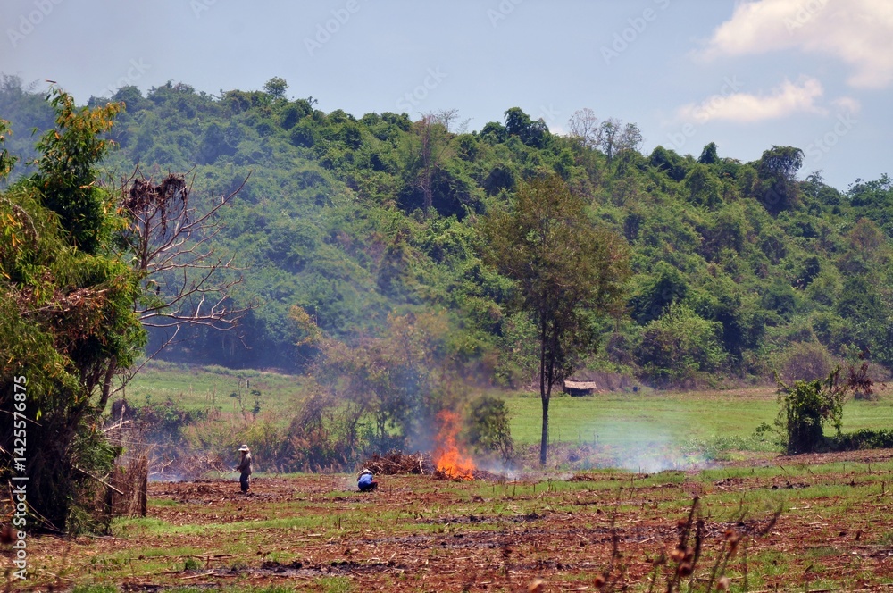 landscape with trees and fire
