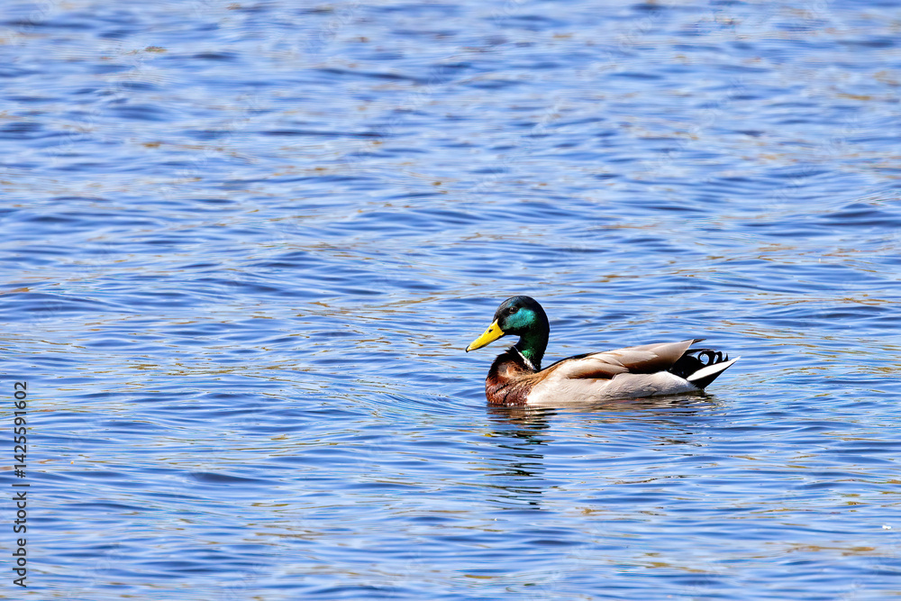 Colors dance on the water as a mallard drifts serenely through the shimmering lake. Copy space.