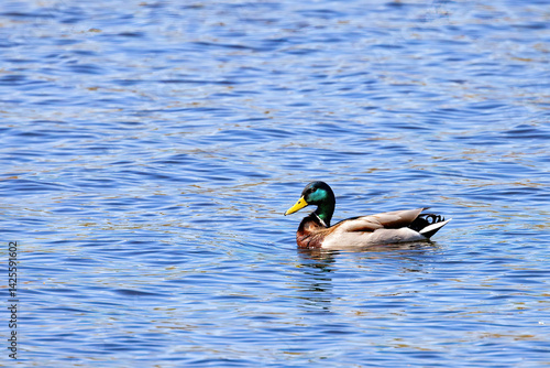 Obraz na płótnie Colors dance on the water as a mallard drifts serenely through the shimmering lake. Copy space. w salonie