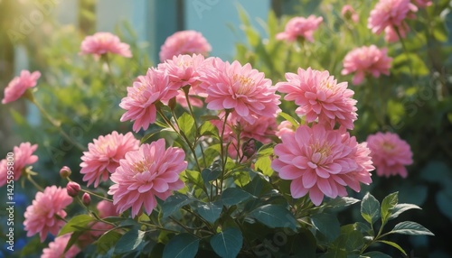 Close-Up of Pink Chrysanthemum Flowers Blooming in a Sunlit Garden for Nature and Floral Beauty Concepts