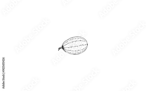 Afghan Melon - AI-Generated Illustration with Detailed Netting and Smooth Texture