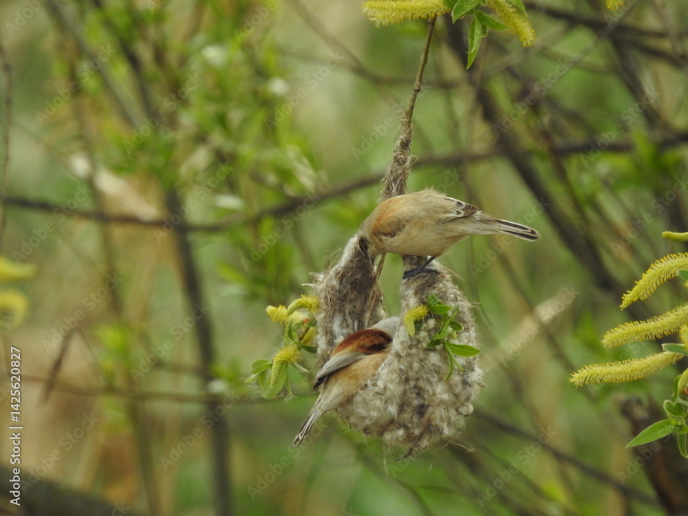 Naklejka premium Two Eurasian penduline tits interacting near their hanging nest in a willow tree