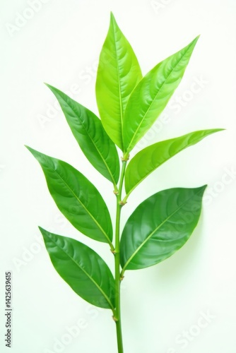 Focused green plant isolated on white background, green, botany