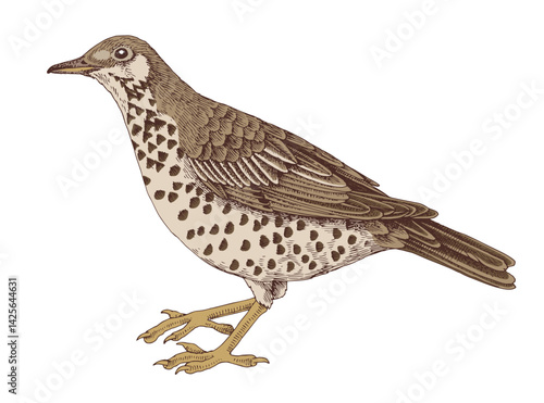 Mistle thrush hand drawn vector illustration