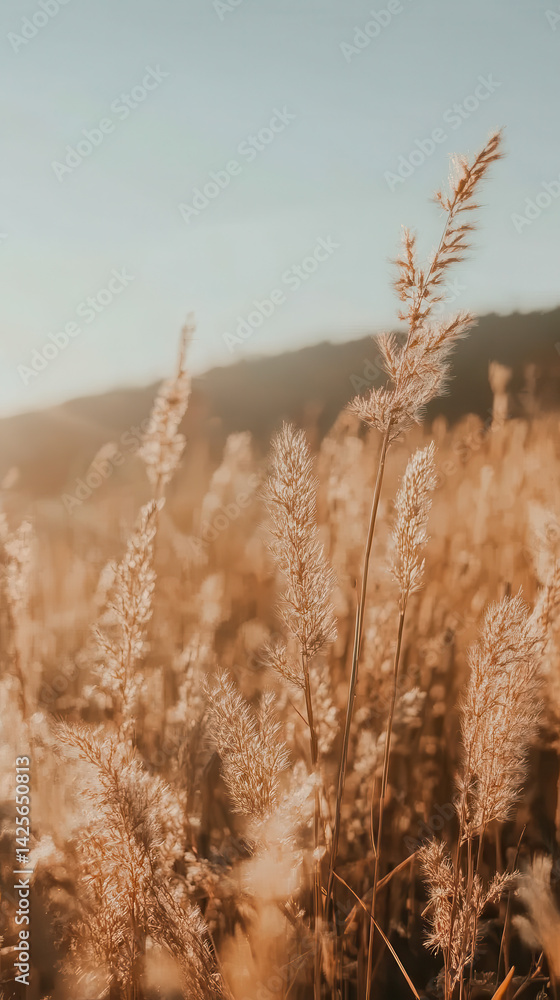 Fototapeta premium Golden grasses swaying gently in the warm sunlight during a serene sunset in nature