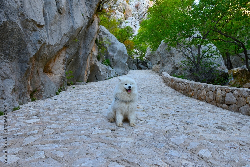 Cute smiling samoyed dog sitting on a stone path in a gorge with large boulders
