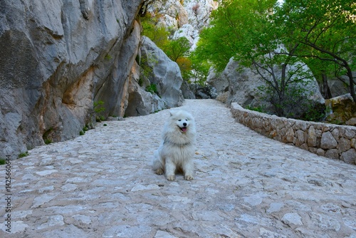 Obraz na płótnie Cute smiling samoyed dog sitting on a stone path in a gorge with large boulders w salonie