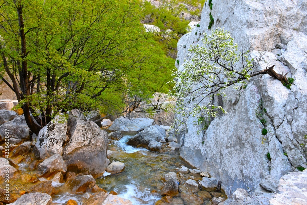Paklenica stream in Croatia flowing past boulders and a white flowering tree