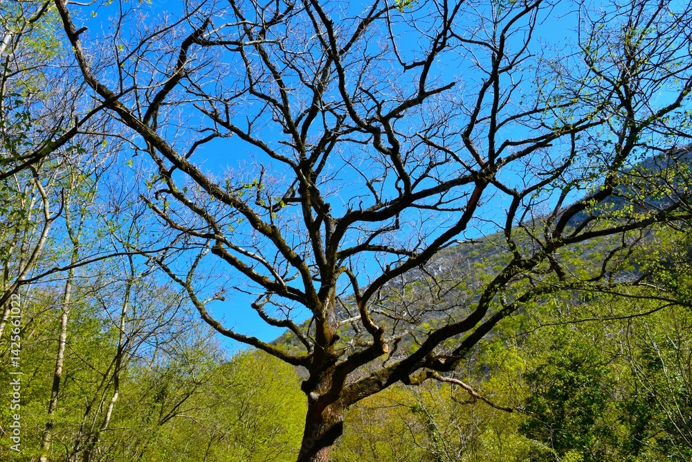 Downy oak (Quercus pubescens) tree in Paklenica national park, Croatia