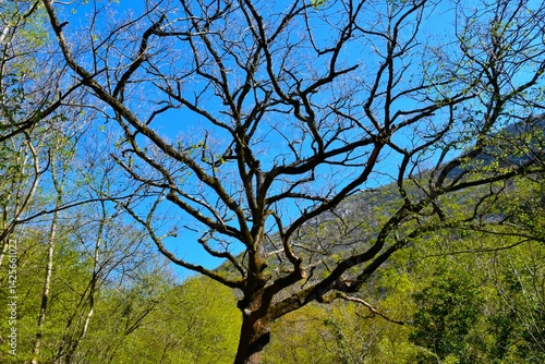 Obraz na płótnie Downy oak (Quercus pubescens) tree in Paklenica national park, Croatia w salonie