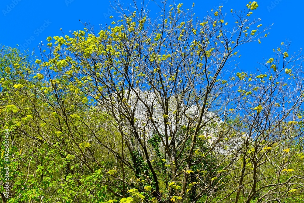 Italian maple (Acer opalus) tree species in spring