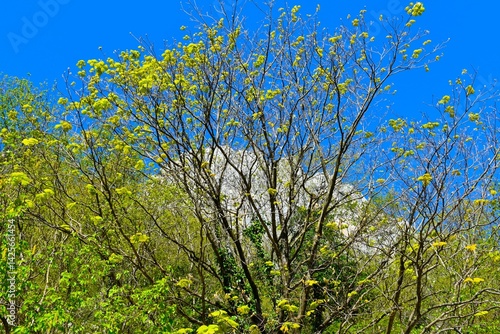 Obraz na płótnie Italian maple (Acer opalus) tree species in spring w salonie