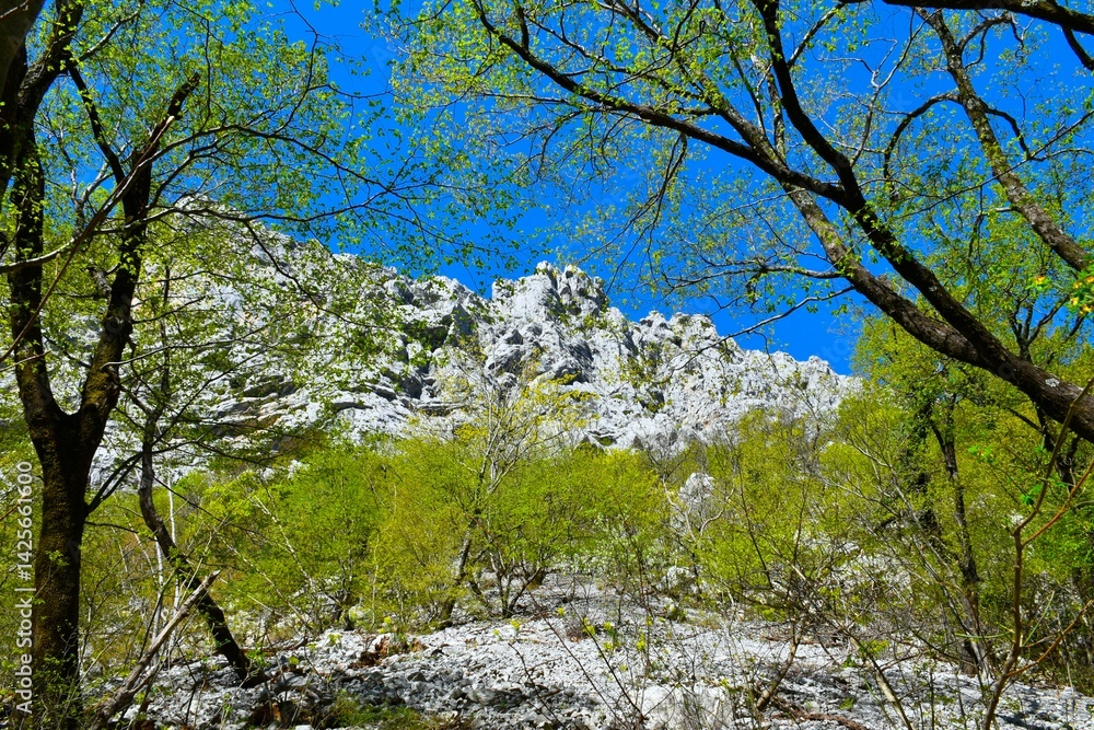 Cliff at Paklenica national park in Croatia with a forest in green foliage bellow Cliff at Paklenica national park in Croatia with a forest in green foliage bellow