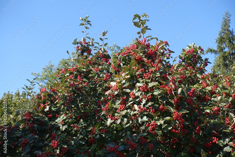 Blue sky and crown of Sorbus aria tree with fruits in October