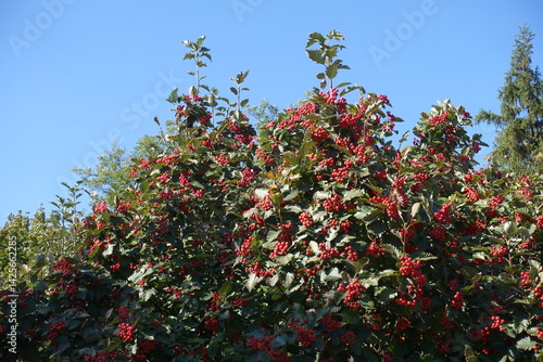 Obraz na płótnie Blue sky and crown of Sorbus aria tree with fruits in October w salonie