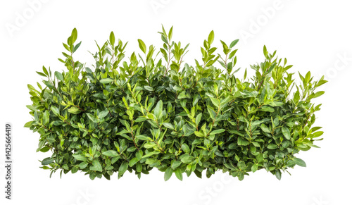 Lush green laurel hedge with vibrant leaves and dense foliage, cut out - stock png.