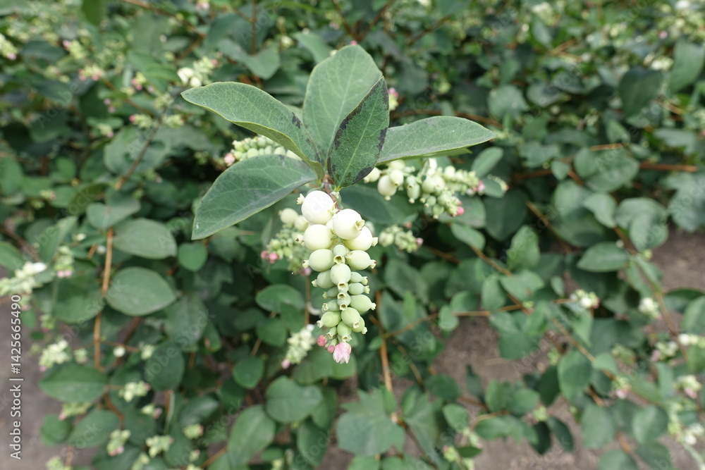 Light pink flowers and white fruits of common snowberry in mid August