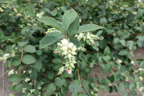 Obraz na płótnie Light pink flowers and white fruits of common snowberry in mid August w salonie