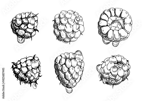 Raspberry ripe sloe fruit with water dew drops hand drawn in vector ink, garden berry mulberry loganberry cloudberry. Botanical isolated illustration. Home preserves cookbook, grocery store, closeup
