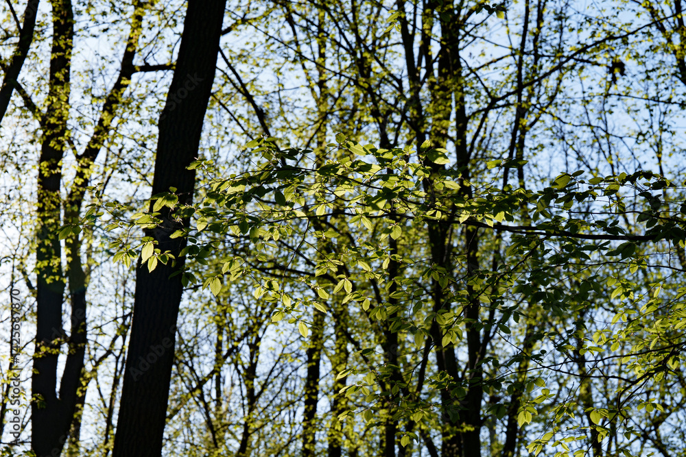 Obraz premium The first green beech leaves shimmer in the spring sun between bare leafless trees in the forest. Nature.