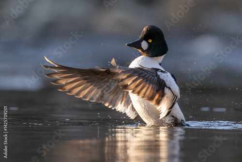 goldeneye on the water