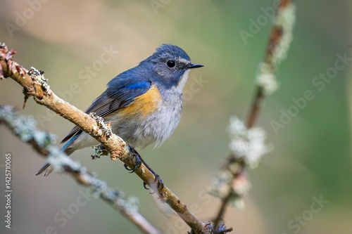 Red-flanked bluetail