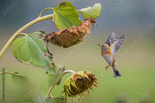 Brambling and sunflower