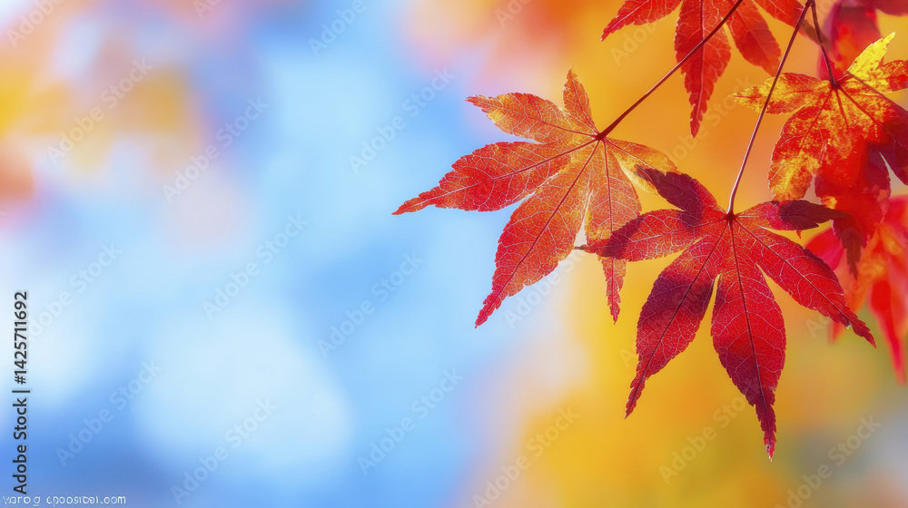 Vibrant red leaves of Japanese maple tree against soft blue background create serene autumn atmosphere Vibrant red leaves of Japanese maple tree against soft blue background create serene autumn atmosphere
