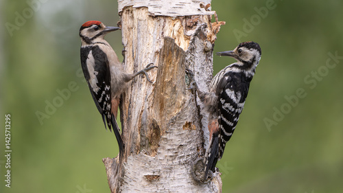 woodpeckers staring each other