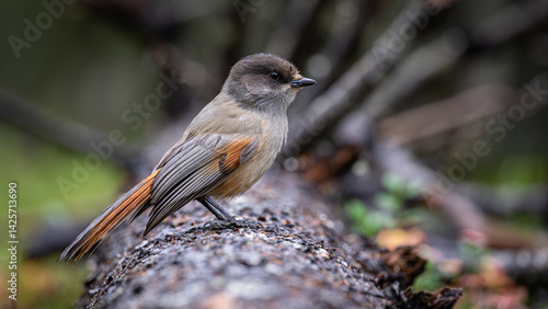 Siberian jay
