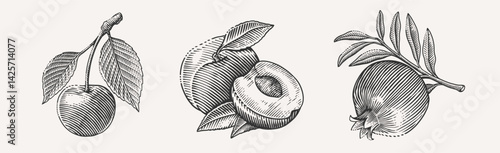 Hand-drawn vintage engraving of three fruits: cherry with leaves, apricots with a cut half, and a pomegranate on a branch. Perfect for culinary, botanical and vintage designs.