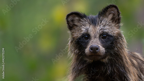 Common raccoon dog