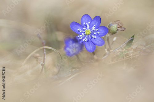 Anemone hepatica