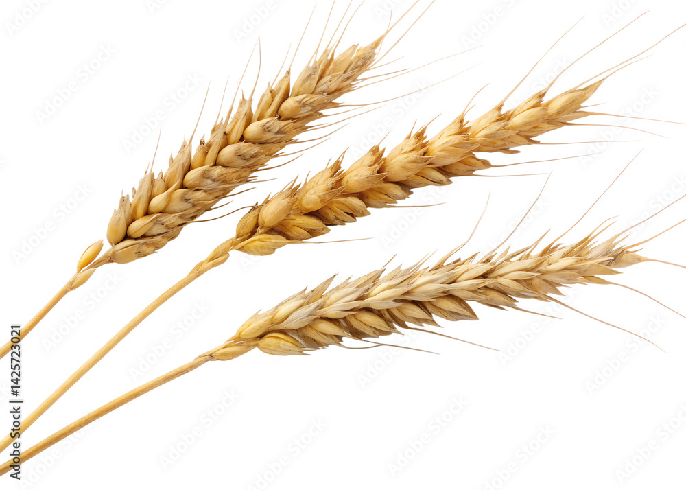 Wheat stalks arranged on a transparent background for display Wheat stalks arranged on a transparent background for display