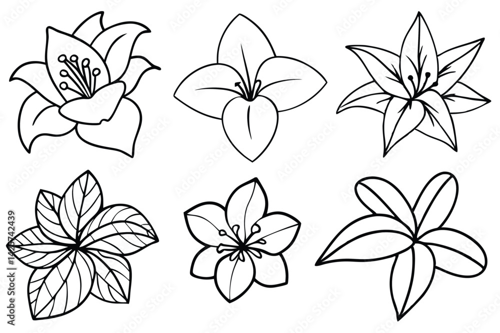 Obraz premium Tropic flowers flourishing in warm climates line art